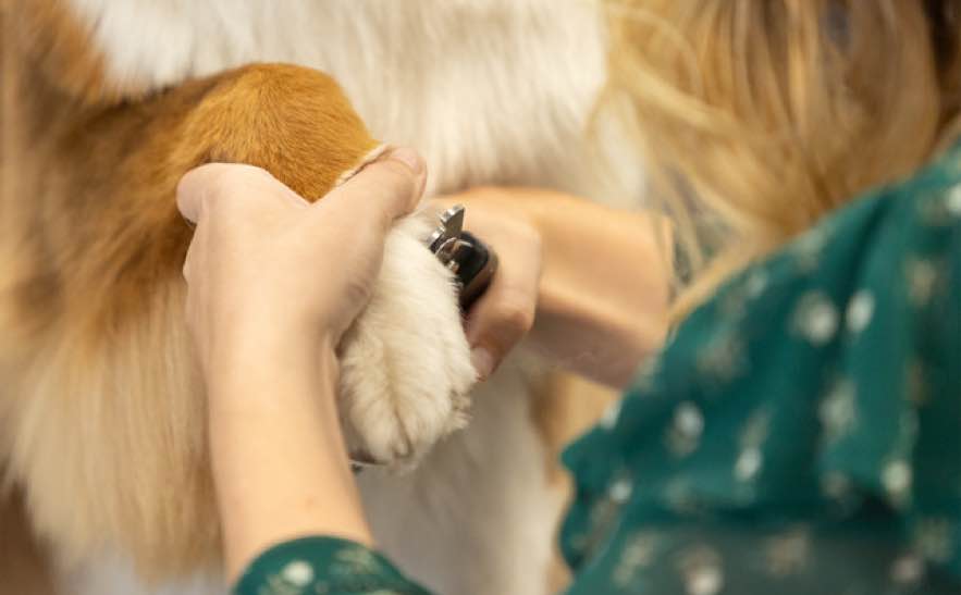 workshop-foto-1_11zon